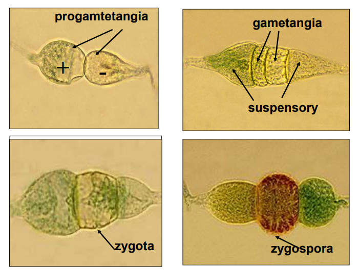<p>plasmogamia pleśniaków</p>