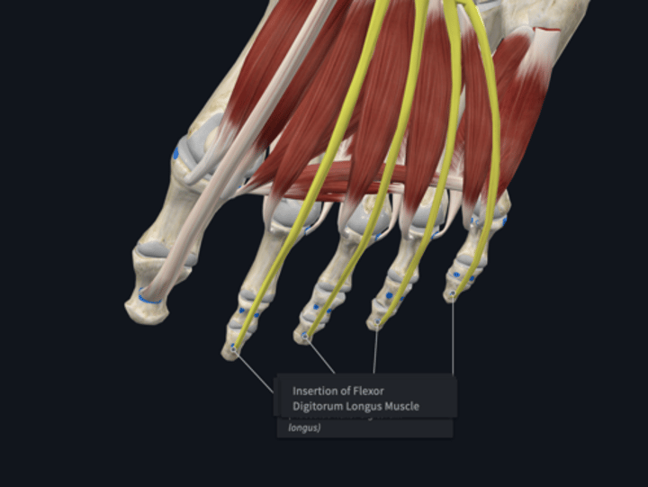 <p>Insertion: flexor digitorum longus</p>