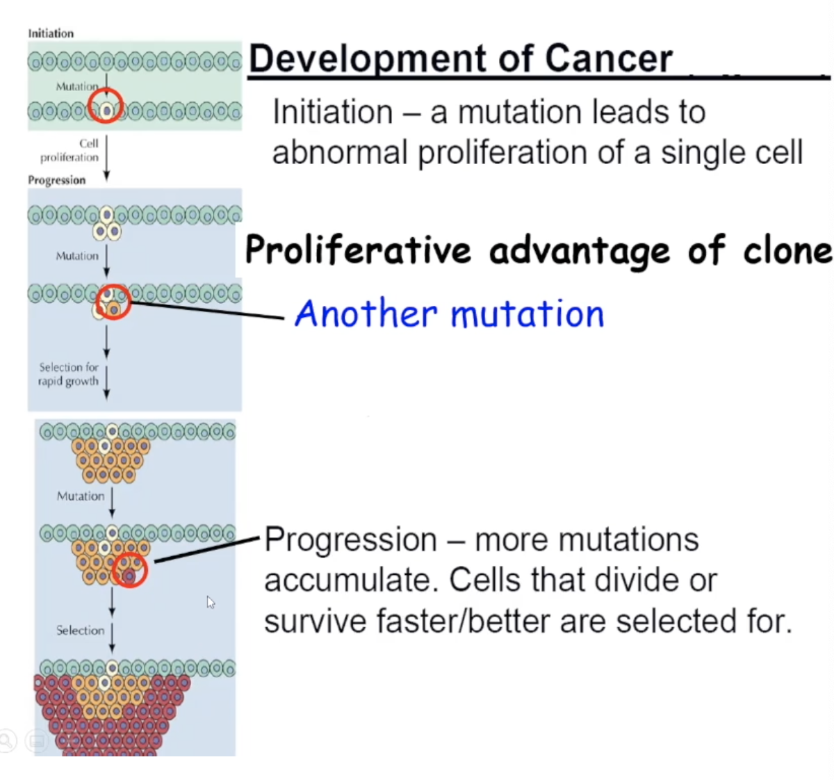 <ol><li><p>Initiating mutation - a mutation causes one cell to act abnormally. The mutated cell has a proliferation (offspring producing) advantage</p></li><li><p>mutated cell abnormally divides a few times (faster than the speed of the unmutated cells) so now there’s copys of this mutated cell</p></li><li><p>another mutation happens to one of the copies (this cell is now two mutations away from a regular healthy cell)</p></li><li><p>The second mutation causes the cell to have a bigger proliferation advantage</p></li><li><p>progression- more mutations accumulate. Cells that divide or survive faster/better are selected for</p></li></ol><p></p>