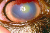 <p><span>Keratoconjunctivitis in Goats</span></p>