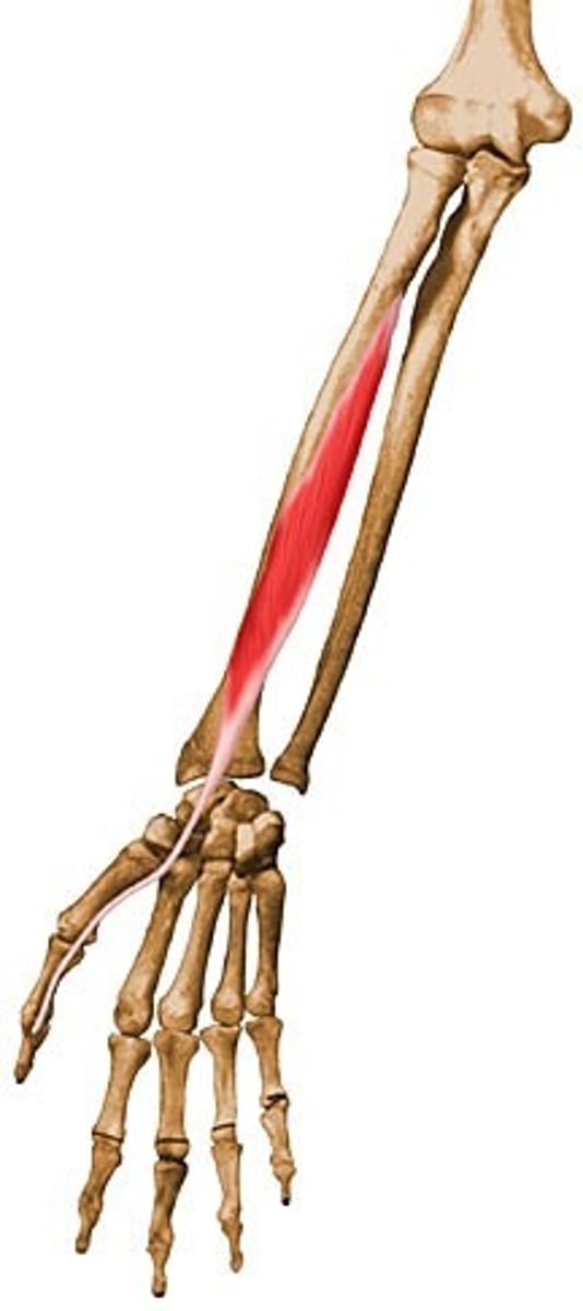 <p>Action: flexes distal phalanx of thumb<br><br>Origin: anterior surface of radius <br><br>Insertion: distal phalanx of thumb</p>