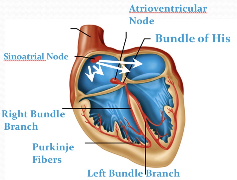 <p>Cardiac Conduction system</p>
