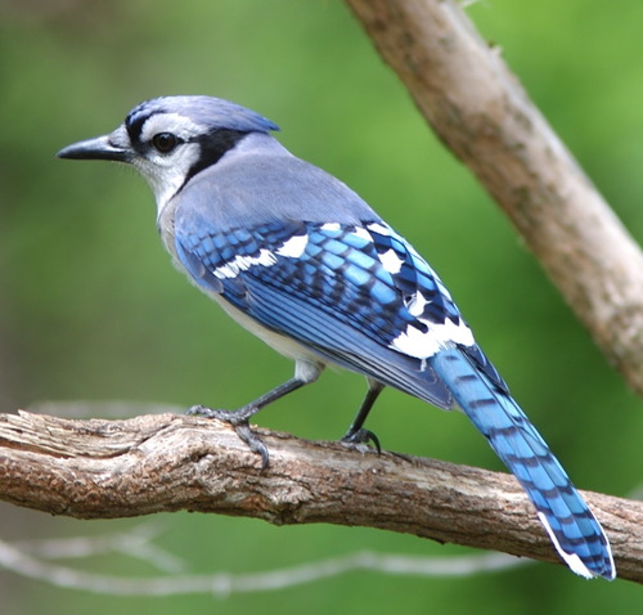 <p>Blue Jay</p>
