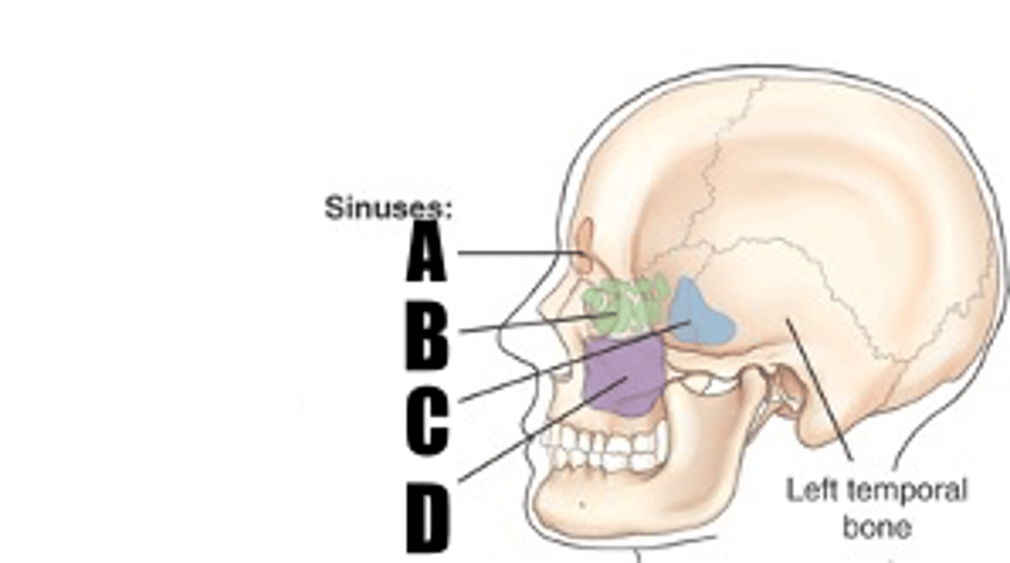 <p>what sinus is B</p>