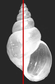 <p>Snail <strong>Intermediate host</strong> of Fasciola spp, what is it called?</p>