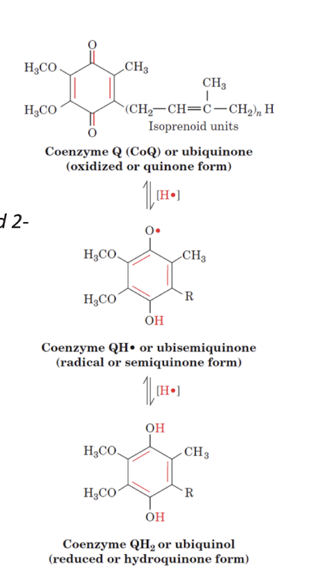 <p>Quinone is also capable of both 1- and 2- electron transfers </p><p>A protons is also added/ lost for each electron transfer. </p>