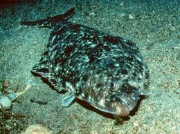 * right eyed
* larges species of flatfish, 8 ft.