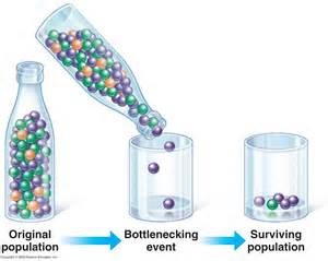 <p>An event that causes a big reduction in a population, reduces number of different alleles in a gene pool which reduces genetic diversity, the survivors reproduce and a larger population is created from a few individuals</p>