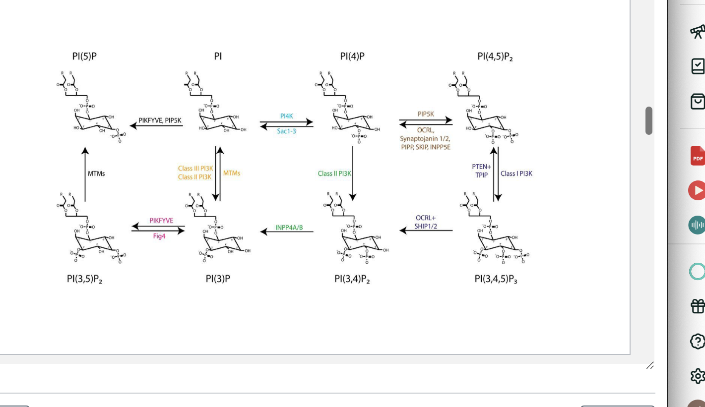 <ul><li><p>kinases add phosphate groups to specific positions</p></li><li><p>phosphatases remove phosphate groups</p></li><li><p>class III PI3K converts PI → PI(3)P → essential step in forming autophagosomal membranes → recruits autophagic machinery and contributes to me,brane trafficking</p></li></ul><p></p>