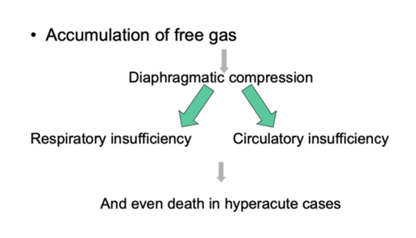 <p>any interference with eructation → accumulation of gases → diaphragmatic compression → respiratory and circulatory insufficiency</p>