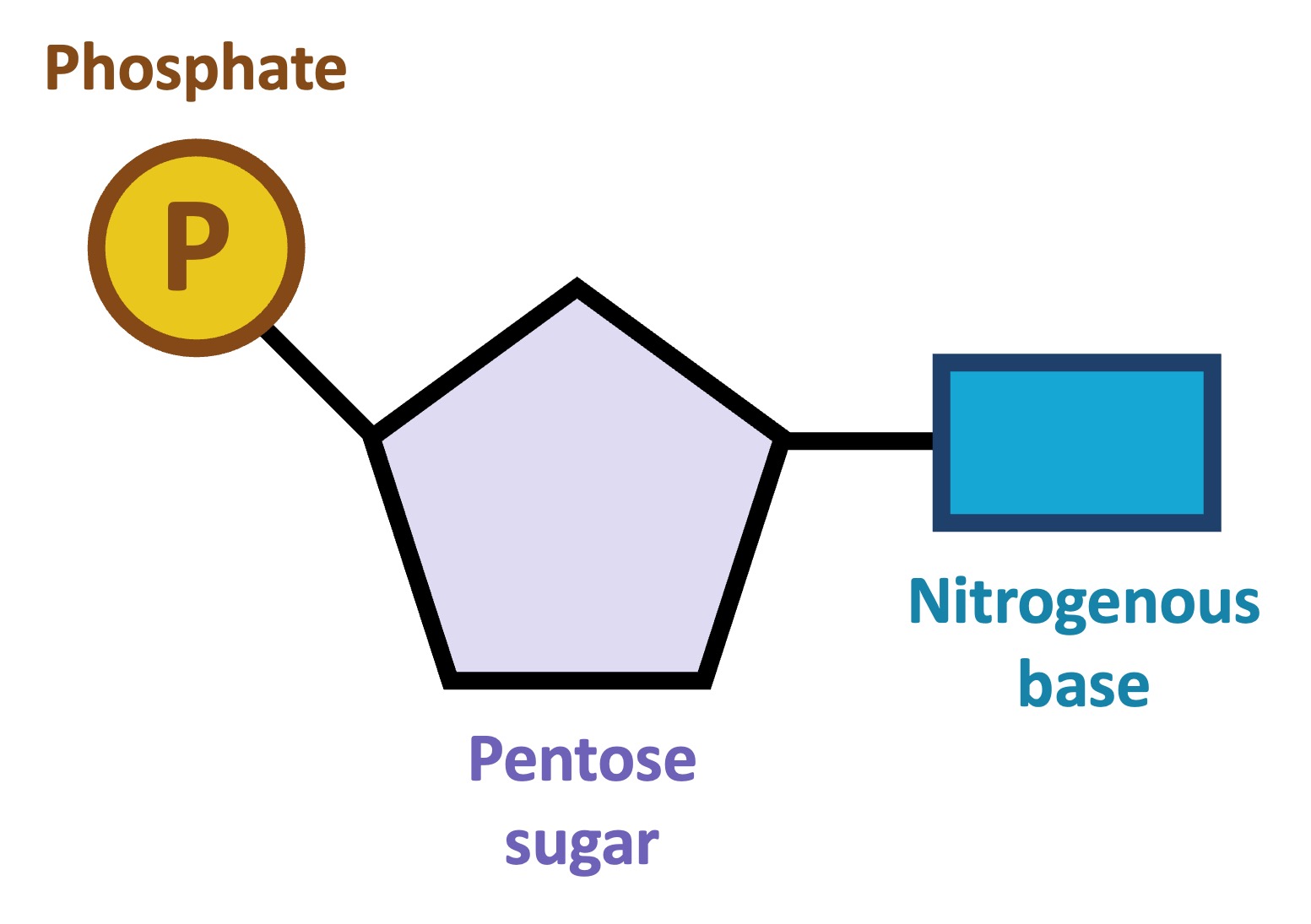 <p>Phosphate group (circle), Pentose sugar (pentagon), nitrogenous base (rectangle)</p>