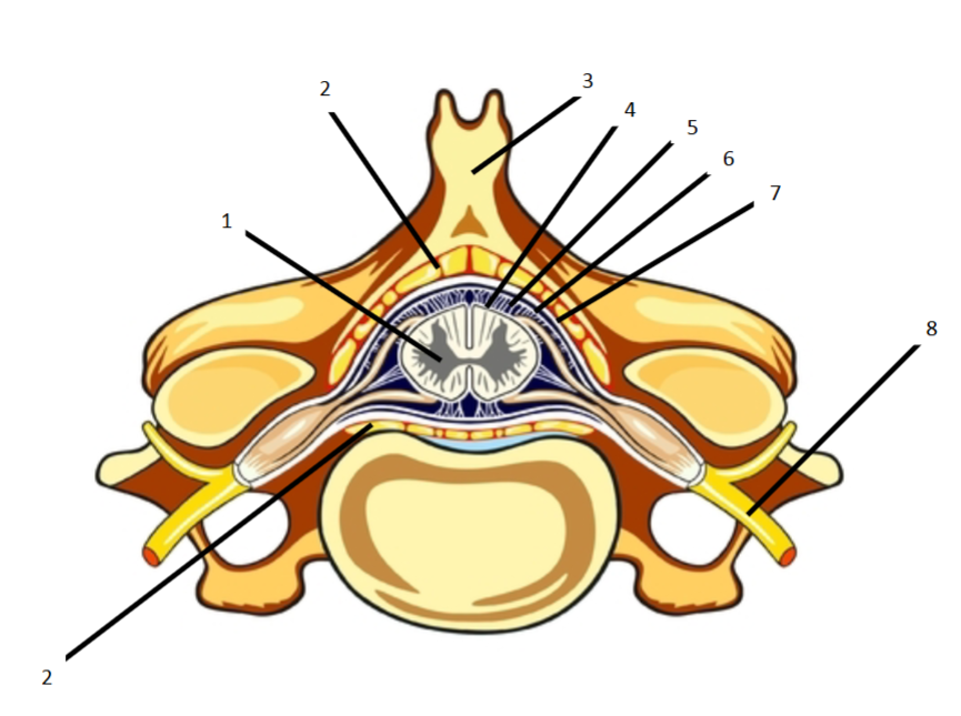 <p>7</p>