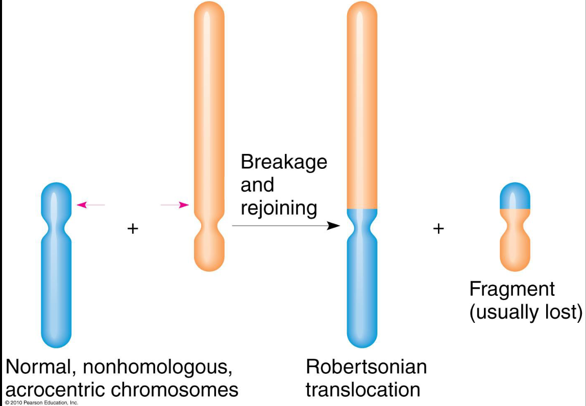 <p><span>-Non-homologous acrocentric chromosomes swap arms.<br>-One chromosome with two long arms and one chromosome with<br>two short arms.<br>-High chance for short chromosome to have no centromere, and<br>hence fragment is lost</span></p>