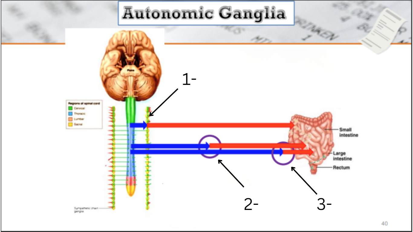 <p>what type of autonomic ganglia is 2</p><p>and say all of its properties</p>