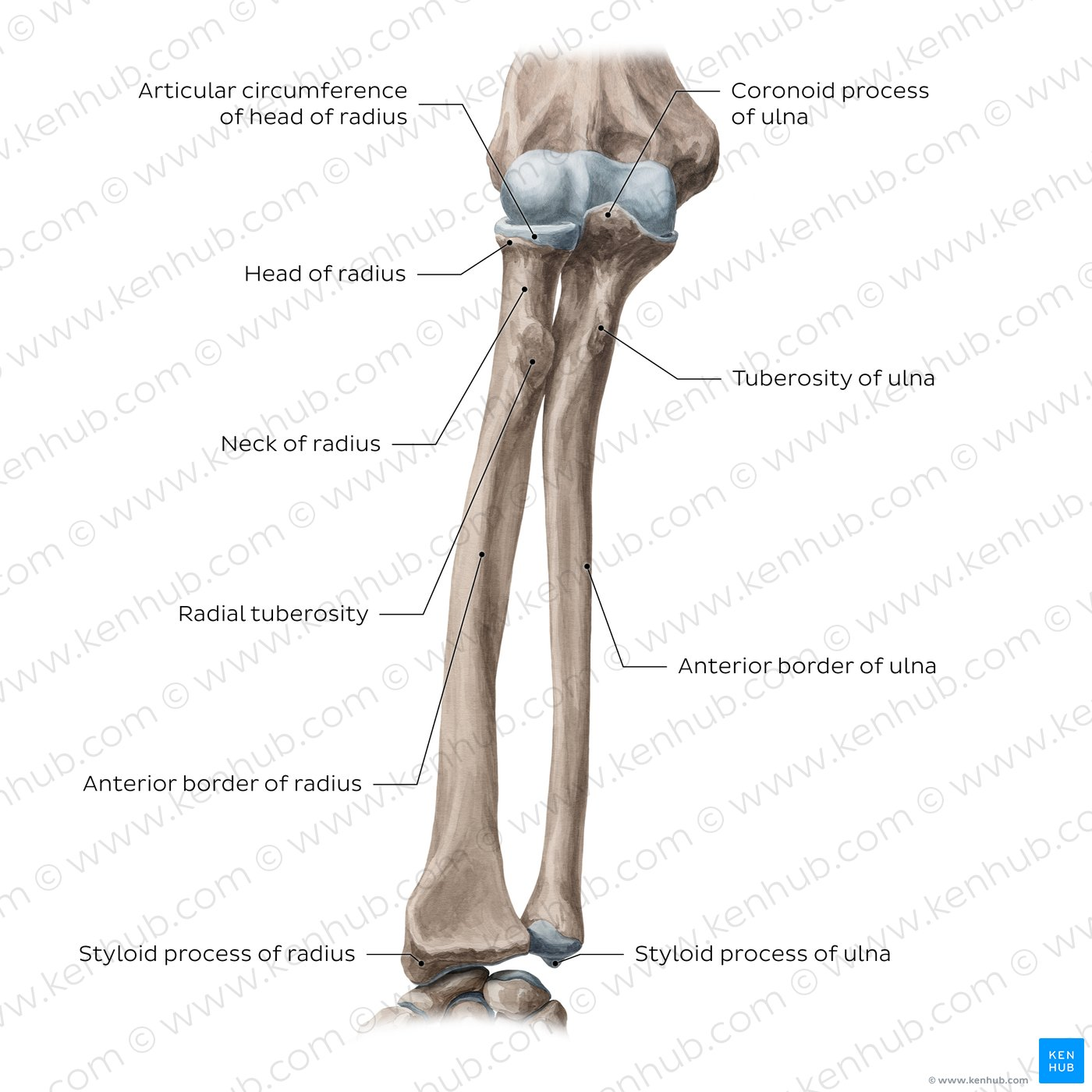 <p>Radias and Ulna</p>