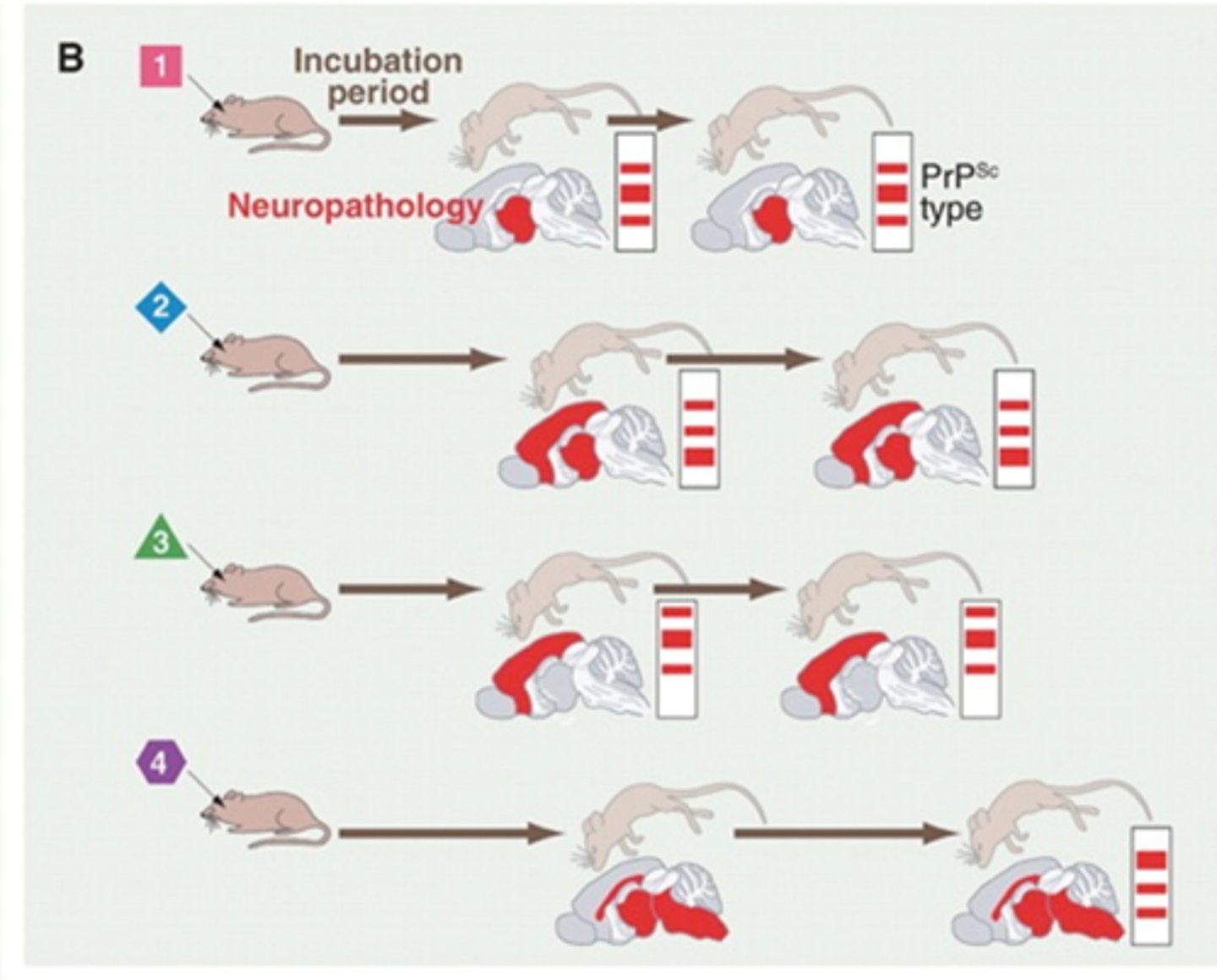 <p>-Incubation period</p><p>-Type, severity and distribution of brain lesions</p><p>-Western blots</p>
