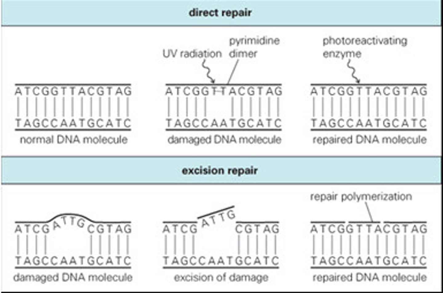 <p>Identify and repair incorrect or damaged nucleotides</p>