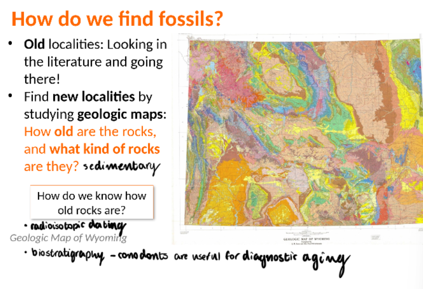 <p><span style="color: #000000">Old localities: Looking in the literature and going there!</span><span style="color: #000000"><br></span><span style="color: #000000">• Find new localities by studying geologic maps:</span><span style="color: #000000"><br></span><span style="color: #000000">How old are the rocks, and what kind of rocks are they?</span></p><p><span data-name="bone" data-type="emoji">🦴</span> How Paleontologists Find Fossil Localities: </p><ol><li><p><strong>Geological maps</strong> – They identify sedimentary rock layers of the right age and type (like shale or limestone).</p></li><li><p><strong>Field surveys</strong> – Scientists explore exposed rock formations, especially eroded cliffs, road cuts, and badlands.</p></li><li><p><strong>Reports and prior finds</strong> – Fossils are often found near known sites or where erosion is active.</p></li><li><p><strong>Satellite imagery &amp; drones</strong> – Help locate promising rock outcrops in remote areas.</p></li></ol><p> </p><div data-type="horizontalRule"><hr></div><p> <span data-name="hourglass_flowing_sand" data-type="emoji">⏳</span> How They Know the Age of Rocks: </p><ol><li><p><strong>Relative dating</strong> – Using <strong>stratigraphy</strong>: lower layers are older than upper layers.</p></li><li><p><strong>Index fossils</strong> – Fossils of species that lived for a short time but were widespread help date rock layers.</p></li><li><p><strong>Radiometric dating</strong> – Measures the decay of radioactive isotopes (like uranium or potassium) in volcanic ash or minerals to get an absolute age.</p></li><li><p><strong>Magnetostratigraphy</strong> – Uses Earth’s past magnetic field reversals recorded in rocks.</p></li></ol><p> </p><p>Together, these methods let paleontologists find fossil-rich areas and accurately date what they uncover. Want a real-world example of how this was done?</p>