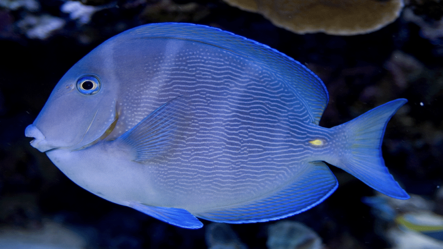 <p>WHAT FISH IS THIS</p>