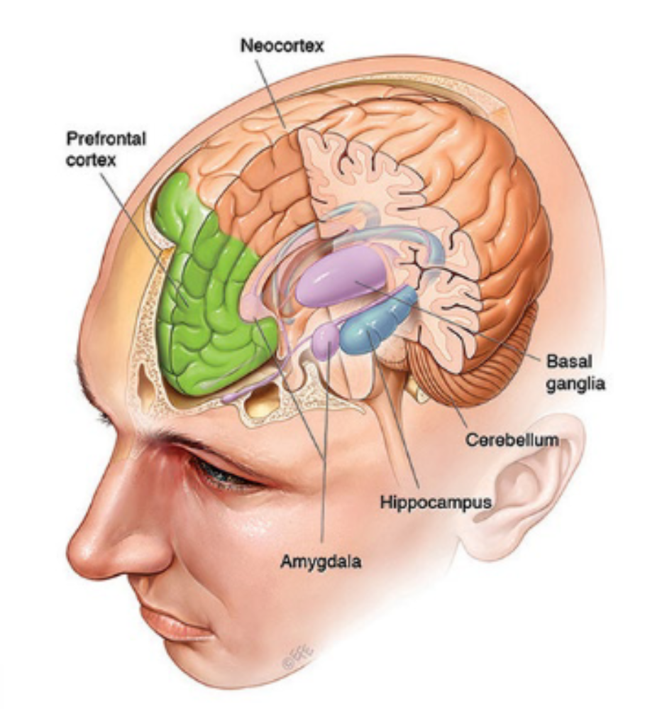 <p><em>Reverberation → ‘Resonating’ action potentials.</em></p><ul><li><p>Main area: <span style="color: red"><strong>Frontal lobe</strong></span> (prefrontal cortex).</p></li></ul><p></p>