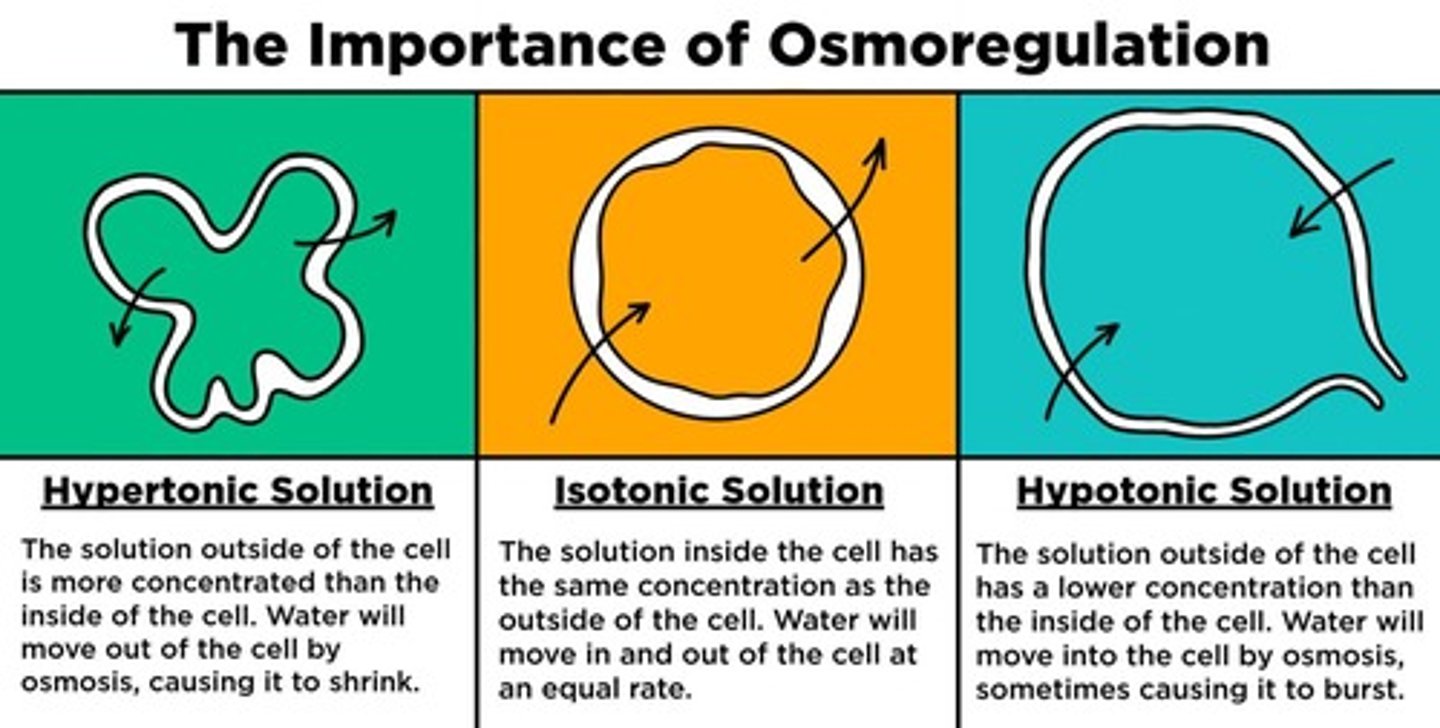 <p>The process by which organisms regulate the concentrations of salts and water in their bodies.</p>
