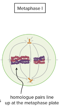 <ul><li><p>Instead of individual chromosomes aligning at the equatorial plane, homologous pairs align at the plane</p></li><li><p>Each chromosome from the pair is tied to a spindle fiber from opposing sides</p><ul><li><p>Centromere doesn’t separate</p></li><li><p>Sister chromatids are still together</p></li></ul></li></ul>