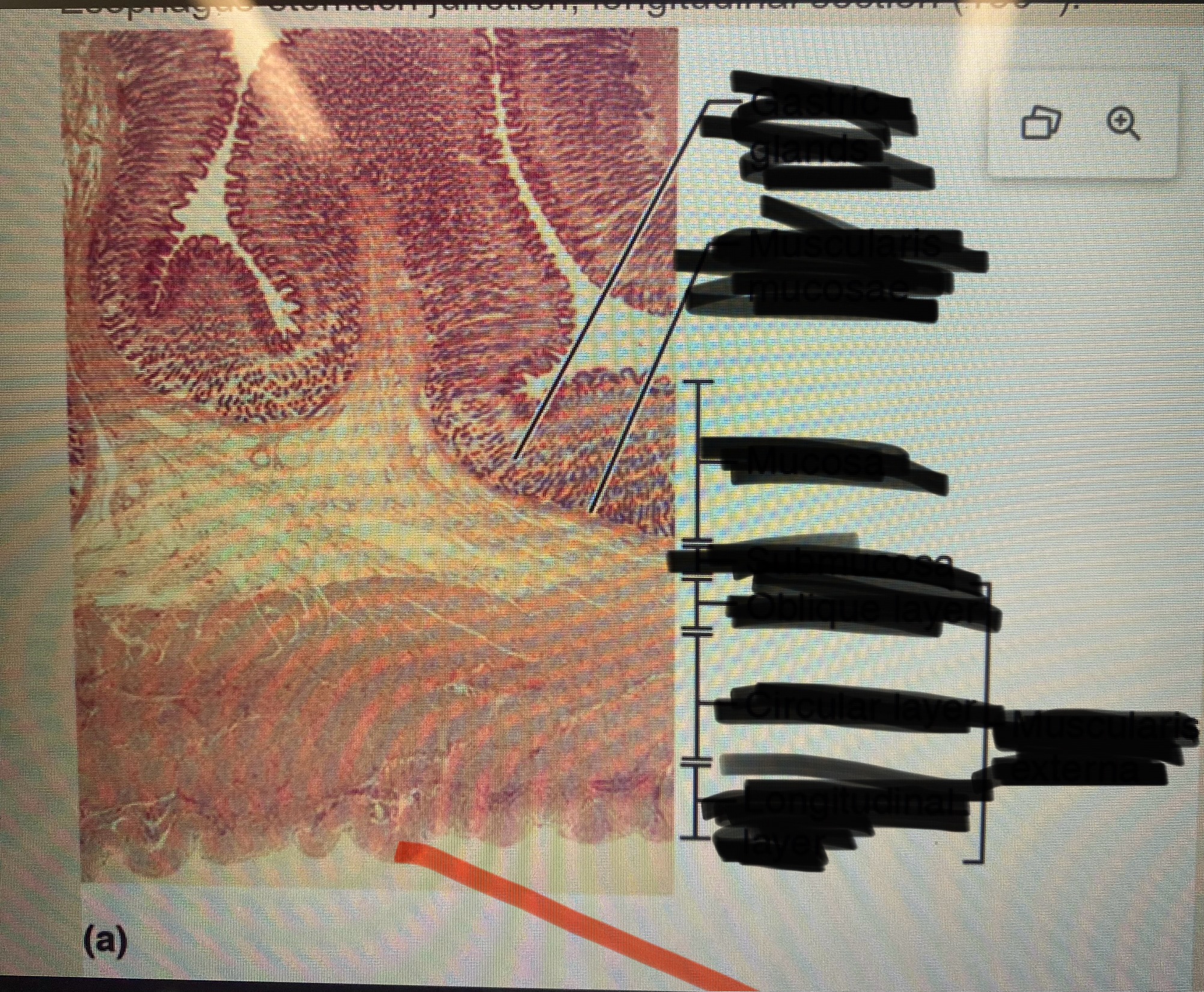 term image