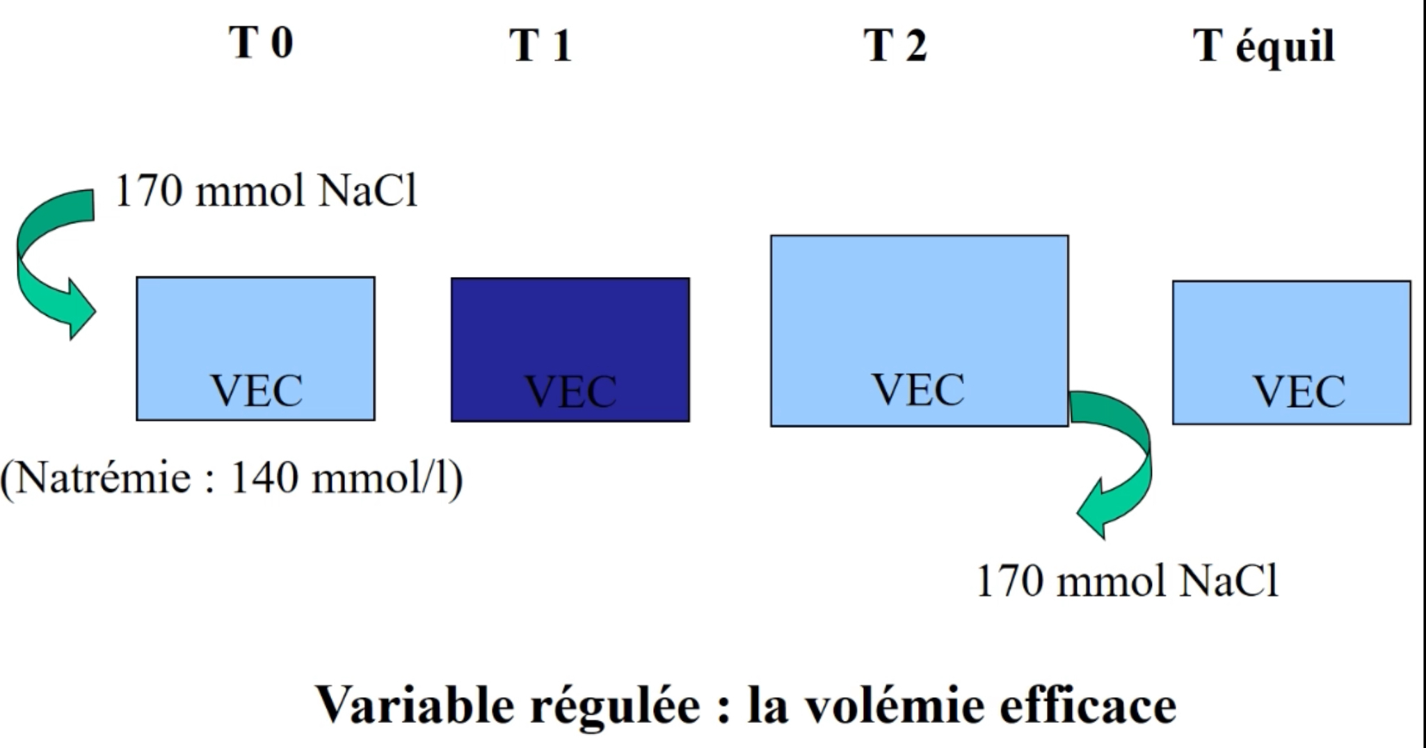 <ul><li><p><span>En situation stable, entrées = Sorties :</span></p><ul><li><p><span>Si on ingère 170 mmol de sodium, les 170 mmol seront excrétés par les reins</span></p></li><li><p><span>Cela permet de maintenir le poids et le volume extracellulaire constant</span></p></li></ul></li><li><p><span>Quand on a un volume extracellulaire (EC) de 140 mmol/L, si on apporte par l'alimentation 170 mmol de Na+</span></p><ul><li><p><span>L'augmentation de cette concentration entraîne une sensation de soif, on boit</span></p></li><li><p><span>Le volume EC va donc également augmenter</span></p><ul><li><p><span>Rétablit la concentration initiale</span></p></li><li><p><span>On prend du poids à cause de cette eau excédentaire : Rupture de l'homéostasie (il faudra excréter l'eau en trop pour revenir au volume initial)</span></p></li></ul></li></ul></li></ul>