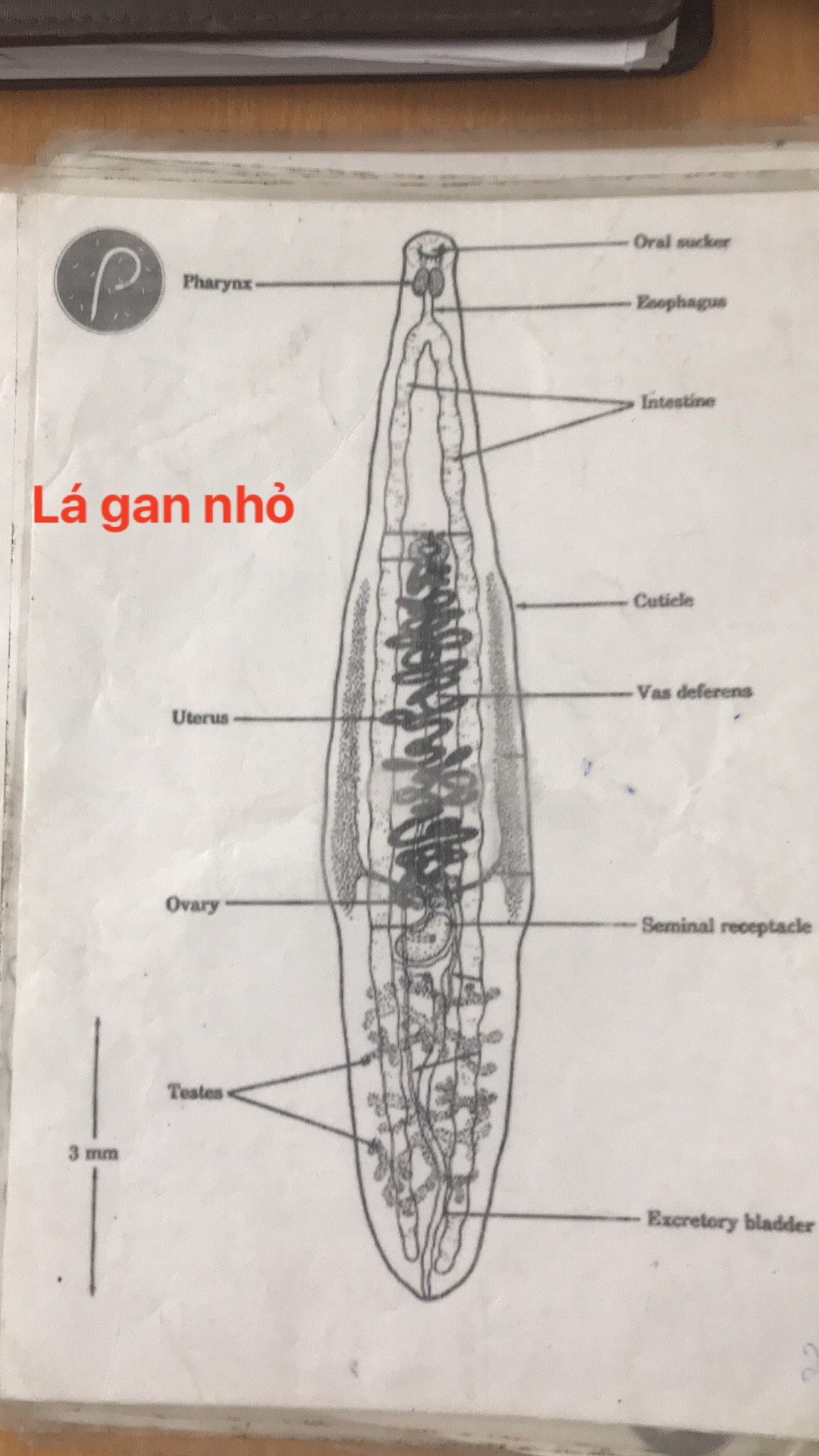sán lá gan nhỏ