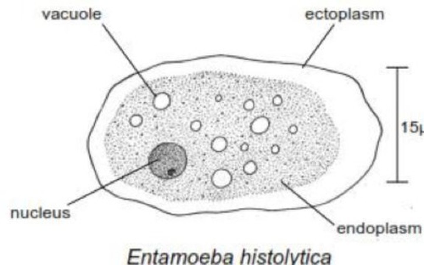 <p>Causative agent of amoebic dysentery.</p>