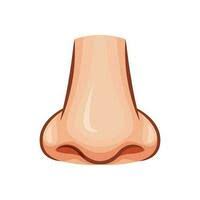 <p>Nase</p>