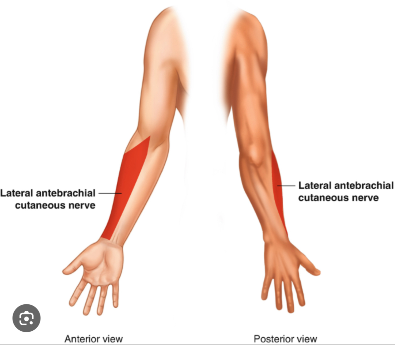 <p>The forearm, upper limb between elbow and wrist</p>