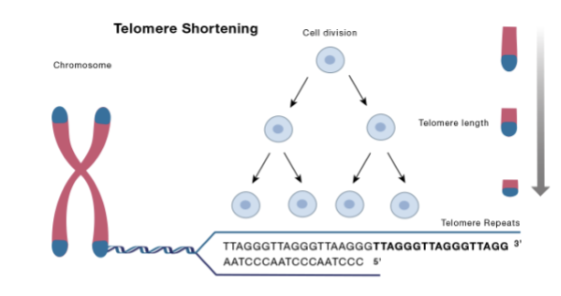 <p>Telomere (Greek word telos “an end”)</p><p>• Essential for maintaining genetic integrity</p><p>• Specialised DNA-protein structures (“protective caps”) that protect the linear ends of chromosomes from being recognised as damaged DNA</p><p>• Comprised of thousands of copies of tandem repetitive hexanucleotide sequence 5’ –TTAGGG – 3’</p><p>• Protein complex - Shelterin</p>