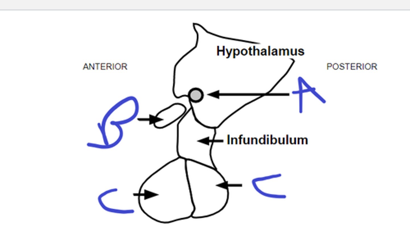 <p>A</p><p>B</p><p>C</p>