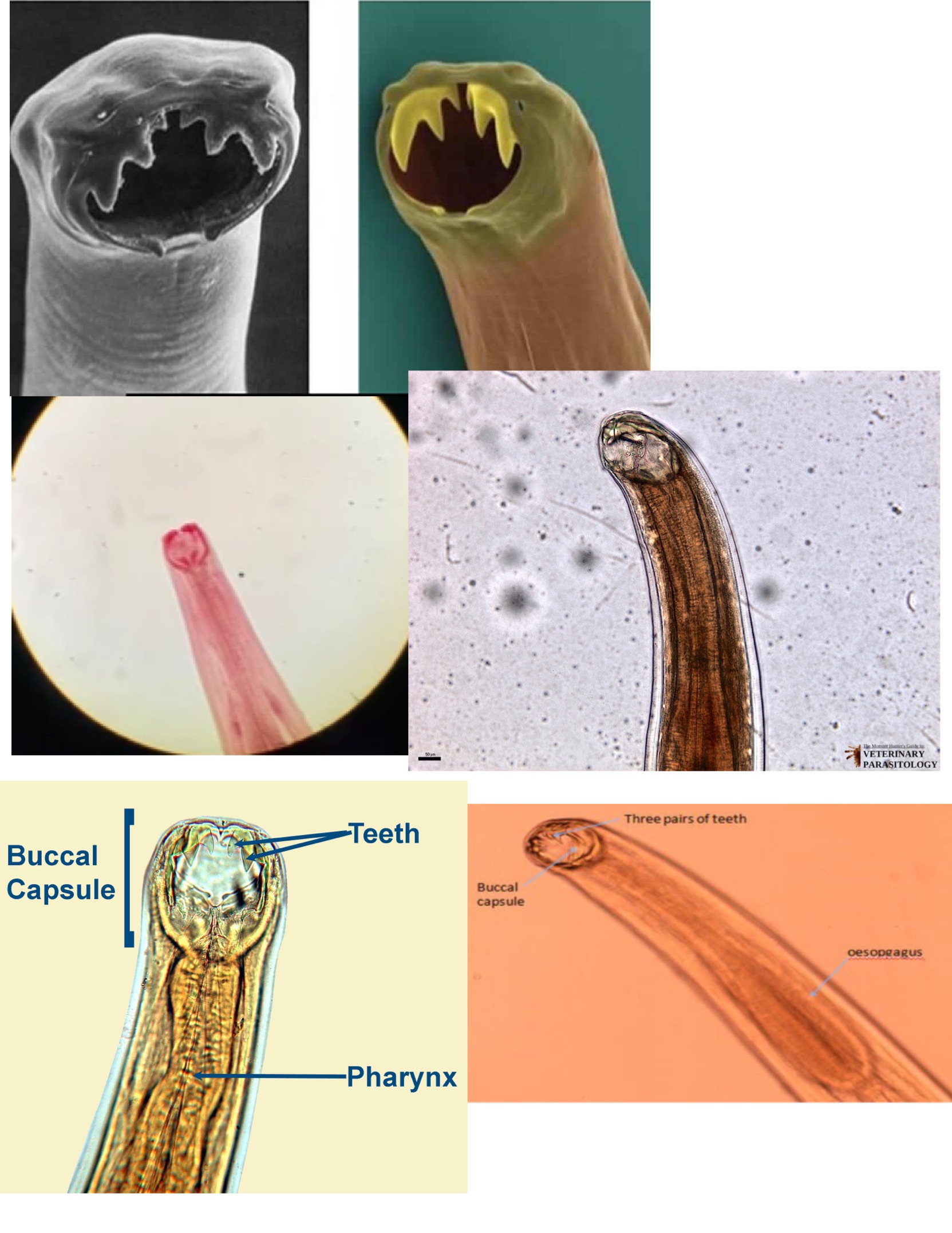 <p>Ancylostoma duodenale</p><p>No scolex </p><p>Small hooks that look like fangs </p>