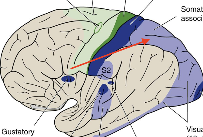 <p>Broadmann’s area (5,7); posterior parietal cotex/superior parietal lobe</p>