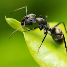 <p>Ants</p>