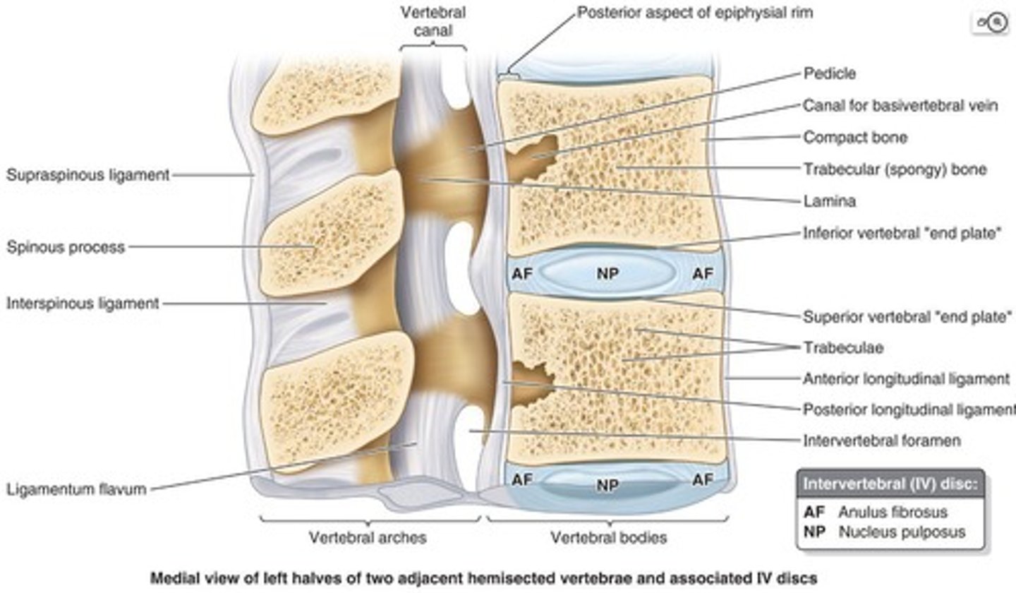 <p>Pads of fibrocartilage that separate vertebral bodies and act as shock absorbers.</p>