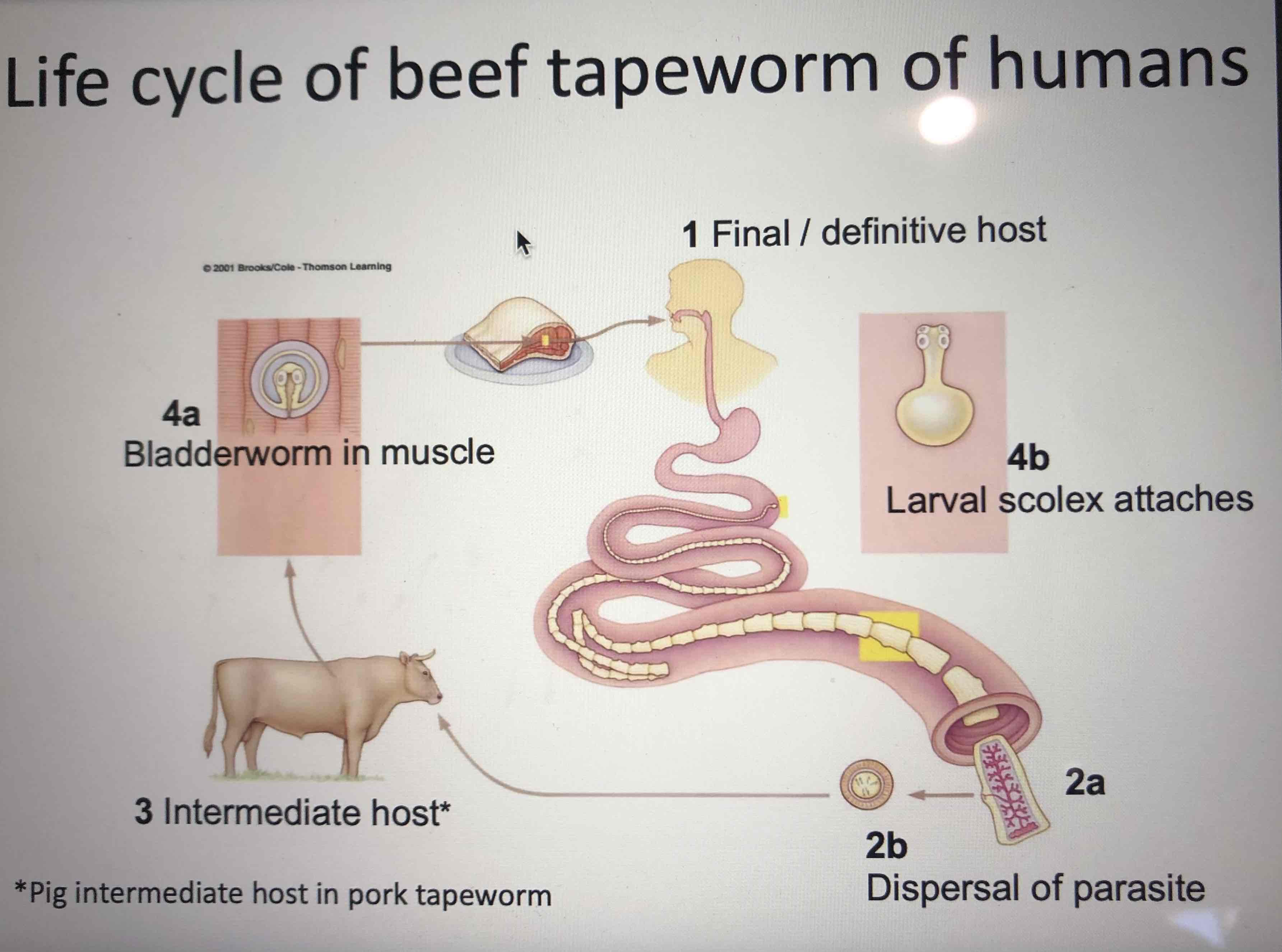<p>The human is the (final) definitive host. The intermediate hosts are a cow for the beef tapeworm and a pig for the pork tapeworm. The tapeworms eggs develop into larvae that encyst in the muscles of the animals. The human acquires the larvae by eating under cooked meat containing the cysts and the worms develop into mature adults within the human.</p>