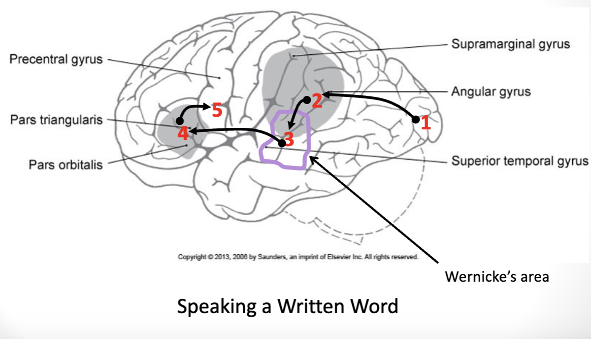 <p><strong><u>***where are expressive and receptive language functions localized in the cortex?</u></strong></p><ul><li><p><strong><u>***know the cortical structures (including hemisphere) involved in the processing of language comprehension and expression</u></strong></p></li></ul><p>speaking a written word</p>