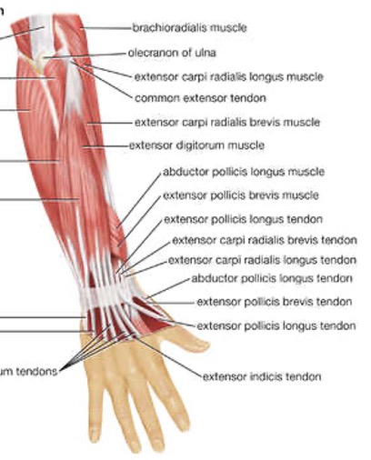 <p><strong>origin: </strong>middle 1/3 ulna and interosseous membrane</p><p><strong>insertion:</strong> base of distal phalanx of thumb</p><p><strong>innervation:</strong> radial nerve</p><p><strong>action:</strong> extend thumb at IP joint, extend MCP and carpometacarpal joint </p>