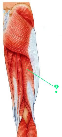 <p><span>Identify the indicated muscle.</span></p>