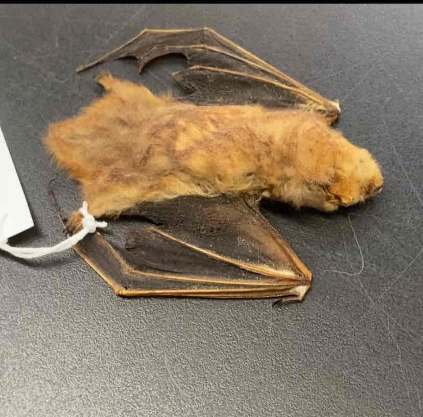 <ul><li><p>Order- Chiroptera</p></li><li><p>Fam- Vespertilionidae</p></li></ul><p>the eastern red bat has distinctive fur, with males being brick or rusty red and females being a slightly more frosted shade of red. both sexes have distinctive shoulder patches of white fur. insectivores that feed primarily on moths. </p>