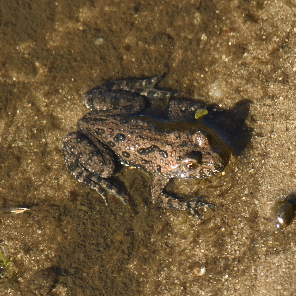 <p>Kumak nizinny</p>