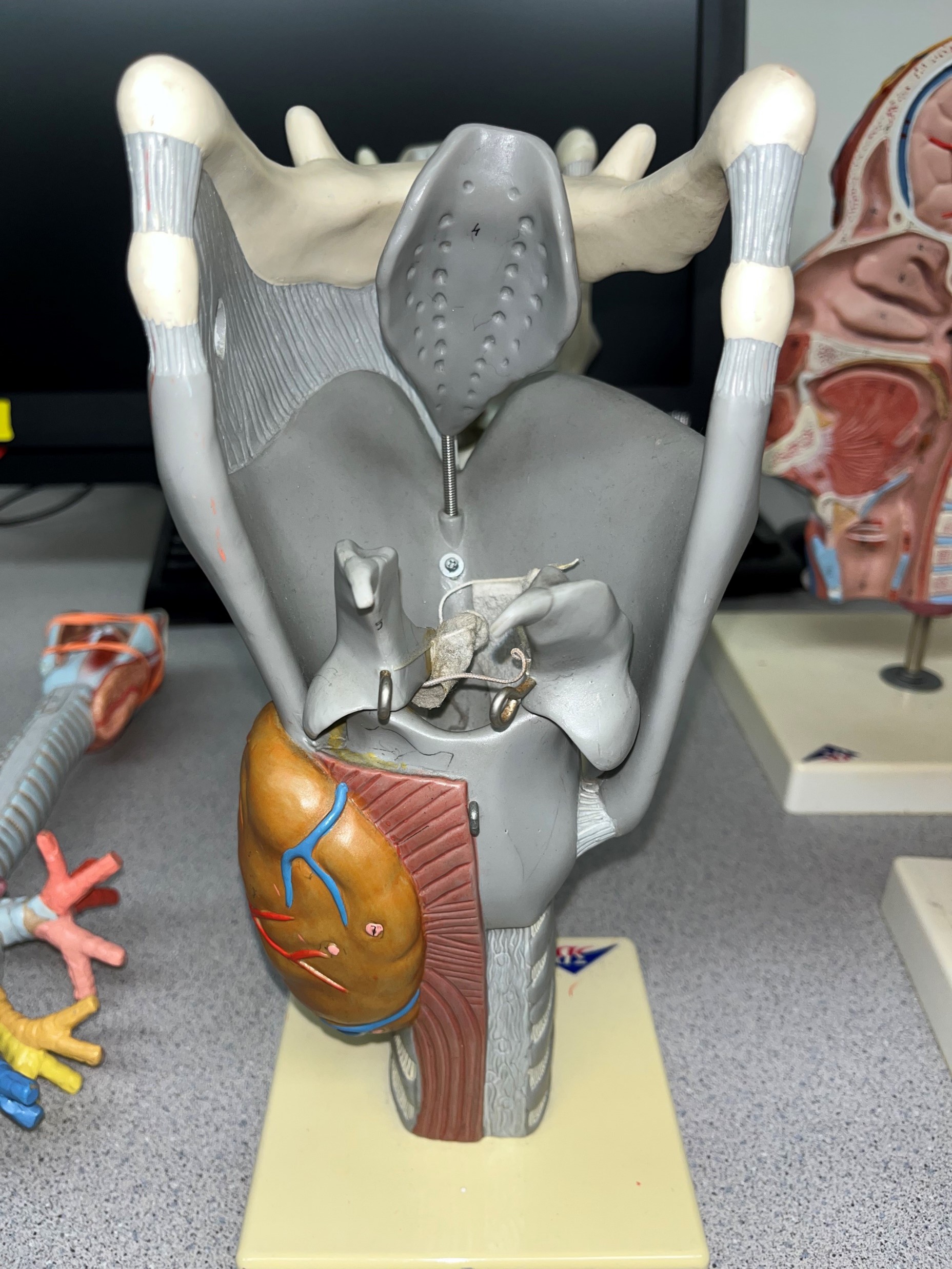 • A paired cartilage of the larynx.

• Located on the posterior wall of the larynx.

• The middle posterior cartilage.

• Not shown in image.