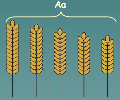 Causes continuous distribution in final phenotypes of heterozygous offspring (Example: all the different varieties of Aa)