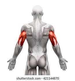 <p>What muscle is highlighted?</p>