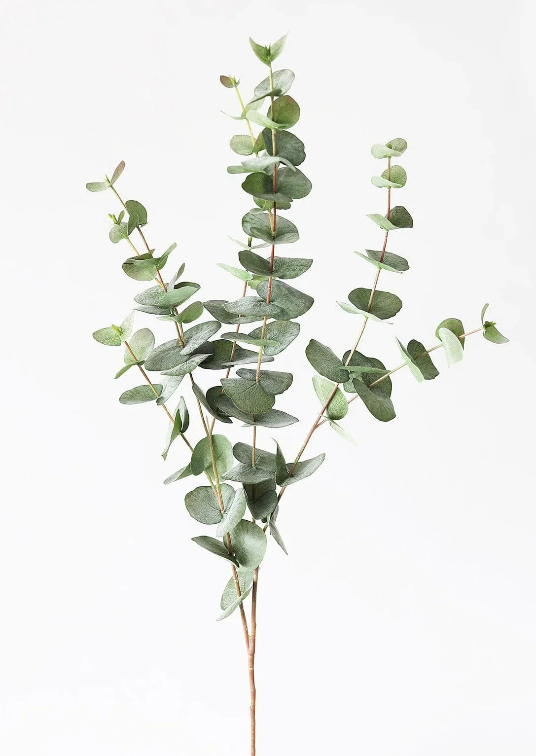 <p>Spiral Eucalyptus; Baby Eucalyptus</p>