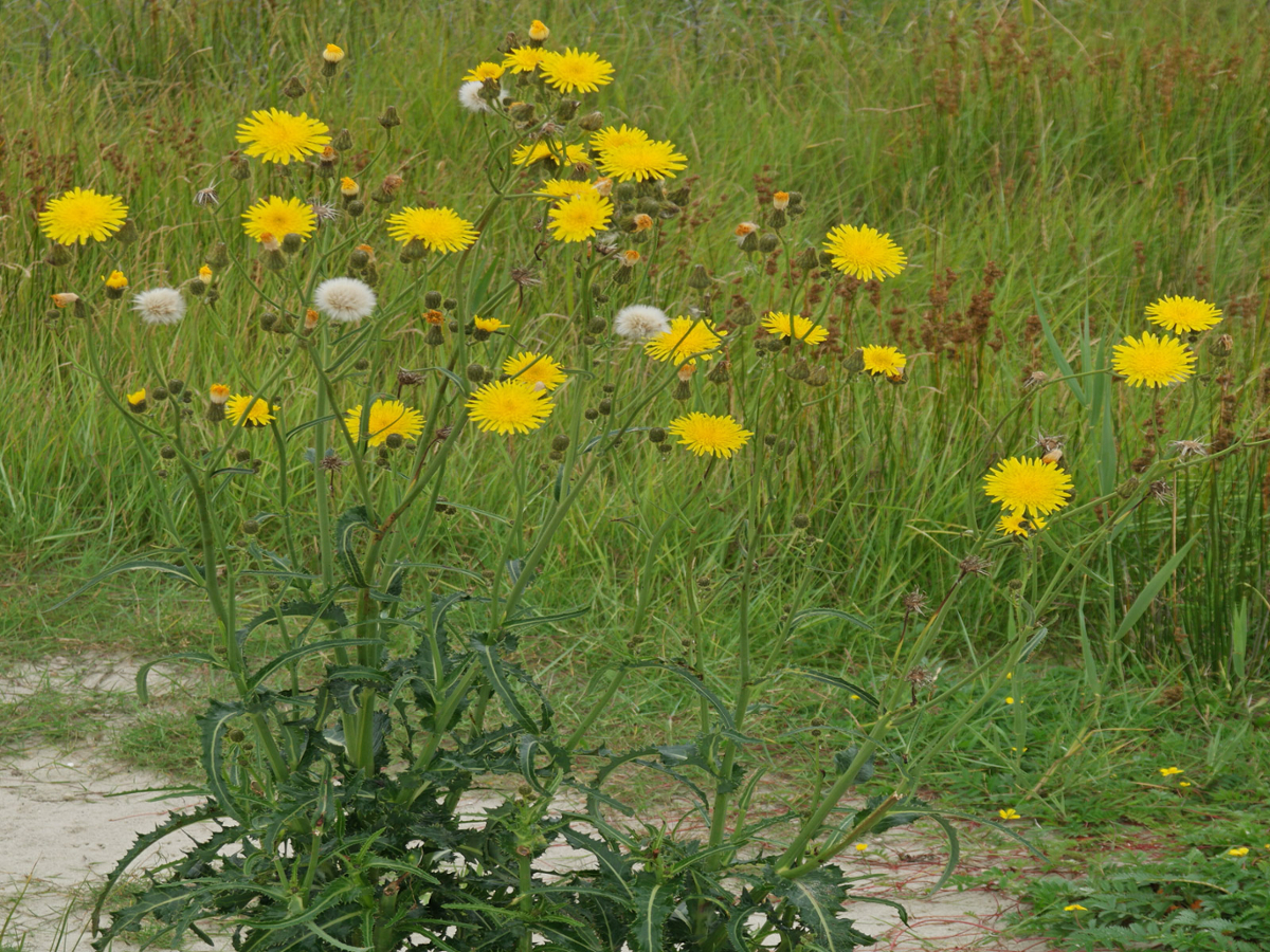 <p>Upright, deep-rooted perennial up to 6 ft; reproduces by seed; leaves alternate with prickly edges and pointed lobes, becoming smaller toward the top; stems hollow and branched only at the top and contain milky juice; flowers bright yellow about 1.5 inches wide; bracts at the base green, bristly, with sticky hairs.</p>