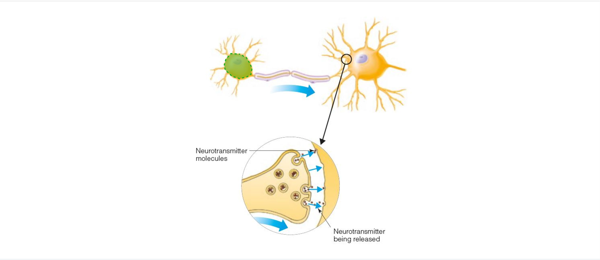 <p>Part of a cell that contains mechanisms that keep the cell alive. In some neurons, the cell body and the dendrites associated with it receive information from other neurons</p>